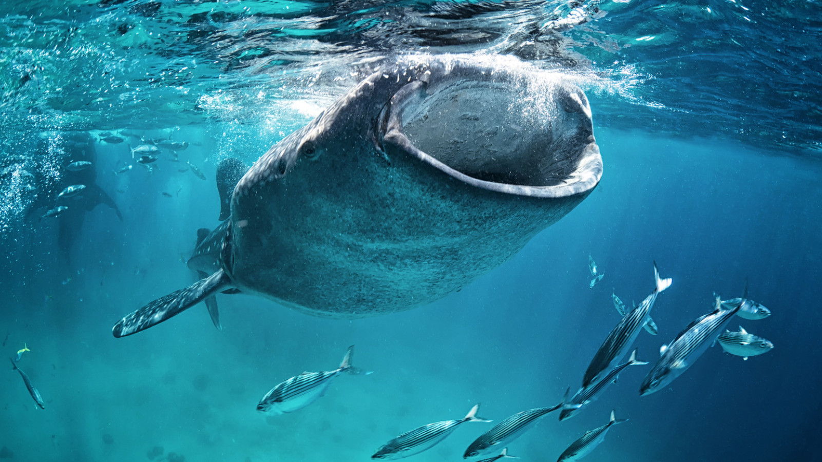 Loài cá mập lớn nhất thế giới hóa ra không phải là loài chỉ biết ăn thịt?