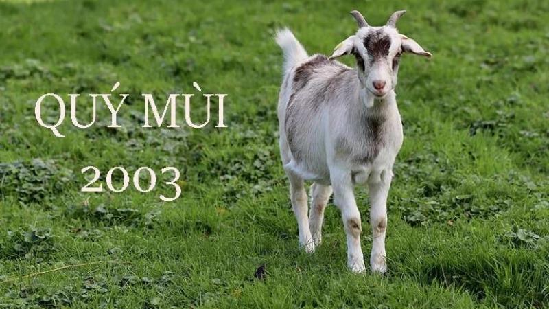 Vận mệnh tuổi Mùi 2003 ra sao? Tuổi Mùi hợp với tuổi Mùi là bao nhiêu?